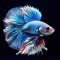 Fototapeta premium the AI Image Generator, Beautiful betta fish