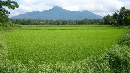 Obraz premium Lush Green Rice Field with Mountain Background