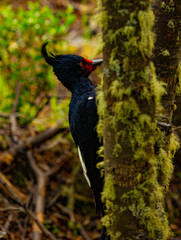 Close-up view on black woodpecker with red face on the tree trunk