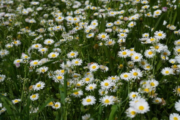 Chamaemelum is a medicinal herb. The extract is used to make an essential oil that helps heal wounds and inflammation. It is made into a tea, helps with sleep, and relieves anxiety.