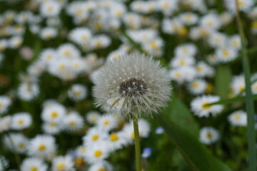 Taraxacum is a flowering plant. Fresh leaves are commonly used in salads. Dried roots are commonly used in teas. Yellow flowers have white, fluffy seeds when mature.