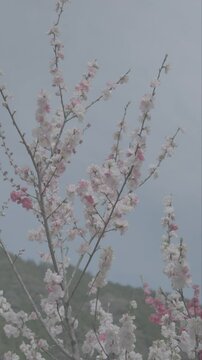 Hanamomo(Department of Cherry Blossom) in japan.No color correction. For color grading. S-Log3. ungraded footage 4k.