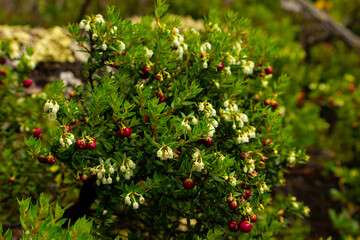 Plant with small white flowers and red berries
