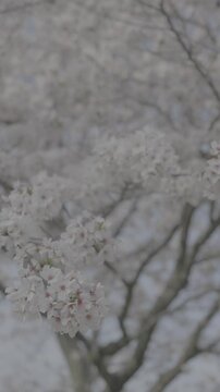 Beautiful Cherry Blossoms in Japan. No color correction. For color grading. S-Log3. ungraded footage 4k.
