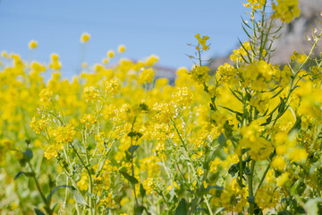 한국 제주도의 유채꽃밭