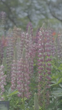  Lupin.Garden lupin.Yellow bush lupine.No color correction. For color grading. S-Log3. ungraded footage 4k.