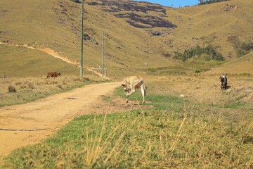 Estrada do Interior, 
Interior Road