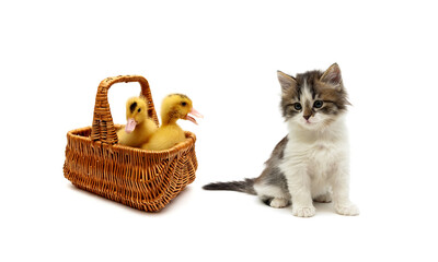 ducklings in a basket and a kitten on a white background