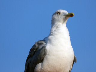 seagulls perching on the chimney