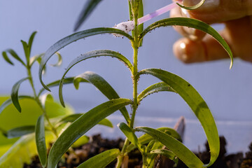 Cleaning houseplant from pests that have covered it with cotton swab. Removing aphids from surface...