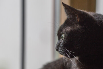 Chat noir devant une fenêtre 