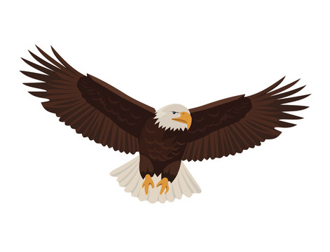 Eagle at high altitude with wings