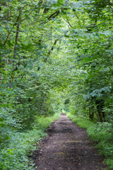 Forêt 