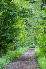 Forêt 