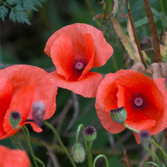 3 coquelicots