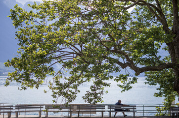Homme assis sous un arbre sur un banc