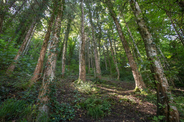 Forêt 