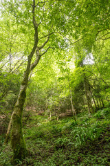 Forêt 