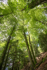 Forêt 