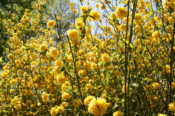 blooming japanese kerria  shrub (Kerria Japonica )plant on Island Hiddensee in Germany