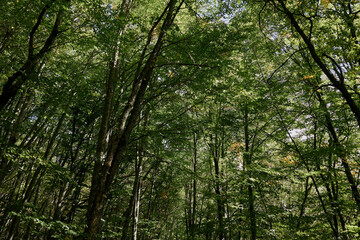 Fototapeta premium Lush Green Forest Landscape with Trees and Leaves Scenic Nature View in Wooded Area with Abundant Foliage