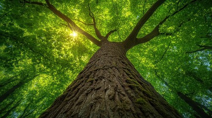 Naklejka premium A Low Angle View of a Tree Trunk Surrounded by Lush Green Foliage in a Forest
