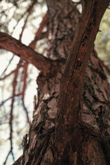 pine tree body view in perspective to top from bottom, dry branches, coniferous forest