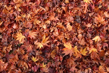 Autumn leaves background in Japan. Autumn leaves in Japan.