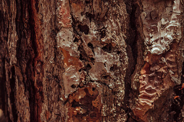 pine tree body crust, rustic texture natural background
