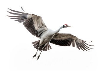 Fototapeta premium Crane bird animal flying.