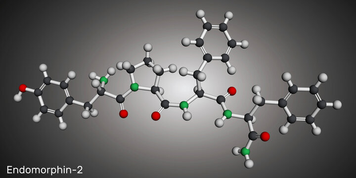 Endomorphin-2 molecule. Natural opioid peptide with analgesic properties. Molecular model. 3D rendering. Illustration