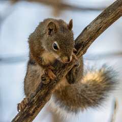 Squirrel in a tree looking down