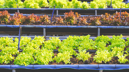 Organic planting background, Green and red oak are growing in vegetable plots with plant watering irrigation system in greenhouse area