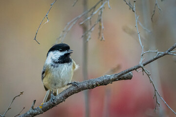 Chickadee on a branch with Autumn colored background