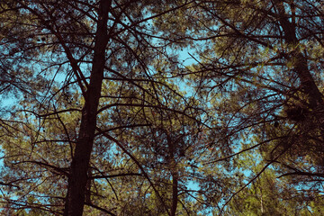 pine tree forest, many trees, natural environment, nice weather day