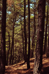 pine tree forest, many trees, natural environment, nice weather day