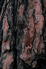 pine tree body crust, rustic texture natural background