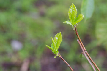 Fresh Green tea tree leaves in eco herbal farm. Tree tea plantations in morning sun light. Freshness herbal green natural garden farmland. Drinking organic relax heath plant.