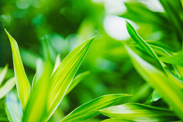 Closeup nature view of green leaf on blurred greenery background with copy space using as background concept