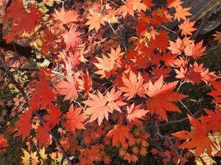 View of the red maple leaves on the tree, fall, South Korea. Beautiful scenics of Japanese maple leaves. Travel, vacation and holiday concept