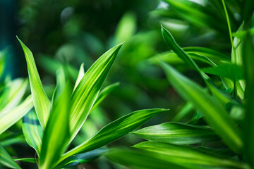 Closeup nature view of green leaf on blurred greenery background with copy space using as background concept