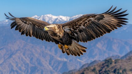 Obraz premium Golden Eagle Soaring Over Snowy Mountains