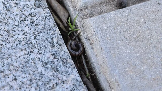 Milpi&eacute;s cardador Ommatoiulus en posici&oacute;n de defensa, Alcoy, Espa&ntilde;a