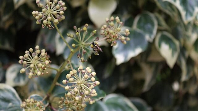 Avispas alimentandose en flor de hiedra de persa Hedera colchica, Alcoy, Espa&ntilde;a