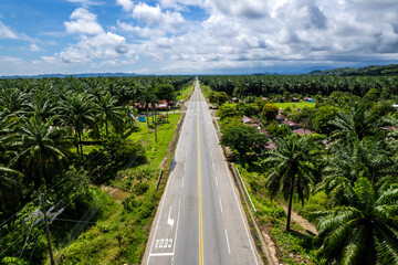 Aerial view of the African oil trees palm in Puntarenas Costa Rica