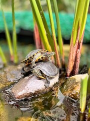Tortugas de acuarios 
