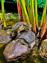 turtle on the rocks