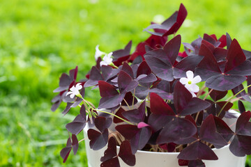 Oxalis triangularis pourpre, plante avec des feuilles violet foncé et une multitude de fleurs lavande rosées. En extérieur dans un pot blanc, avec un fond de verdure.