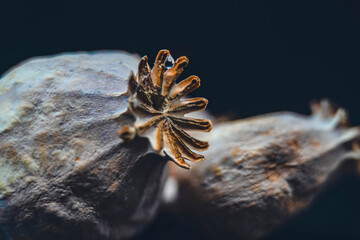 Close-up of a dried stalk with seeds of a field poppy

