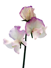 Closeup of Sweet Pea flower Lathyrus odoratus, 'Sir Jimmy Shand' isolated on a white background